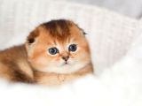 Altın Bakışlı Golden Scottish Fold Shorthair Ny12