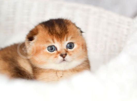 Altın Bakışlı Golden Scottish Fold Shorthair Ny12 görsel