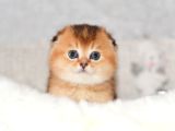 Altın Bakışlı Golden Scottish Fold Shorthair Ny12