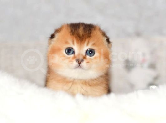Altın Bakışlı Golden Scottish Fold Shorthair Ny12 görsel