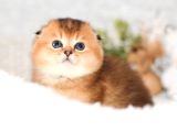 Altın Bakışlı Golden Scottish Fold Shorthair Ny12