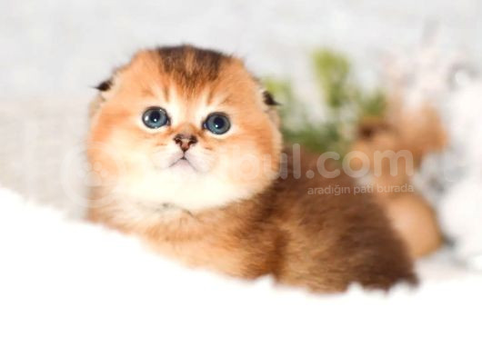 Altın Bakışlı Golden Scottish Fold Shorthair Ny12 görsel