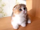 Şeker Suratlı Golden Scottish Fold Ny24 Yavrumuz