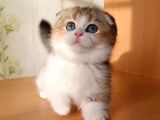 Şeker Suratlı Golden Scottish Fold Ny24 Yavrumuz
