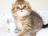 Minik Kıvrım Büyük Sevgi Blackgolden Scottish Fold