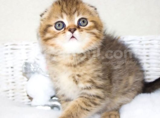 Minik Kıvrım Büyük Sevgi Blackgolden Scottish Fold görsel