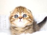 Minik Kıvrım Büyük Sevgi Blackgolden Scottish Fold