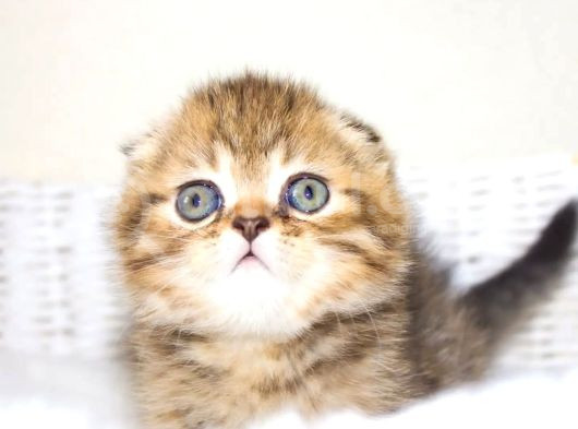 Minik Kıvrım Büyük Sevgi Blackgolden Scottish Fold görsel