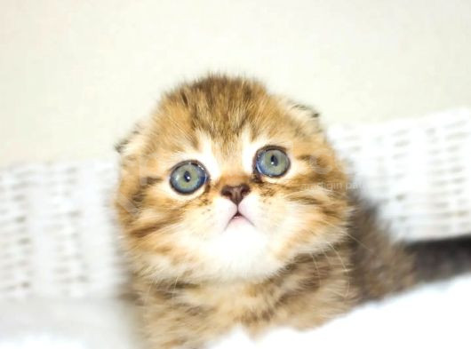 Minik Kıvrım Büyük Sevgi Blackgolden Scottish Fold görsel