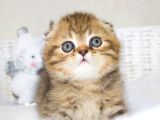 Minik Kıvrım Büyük Sevgi Blackgolden Scottish Fold