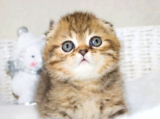 Minik Kıvrım Büyük Sevgi Blackgolden Scottish Fold görsel