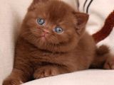 Minik Mocha Chocolate British Shorthair