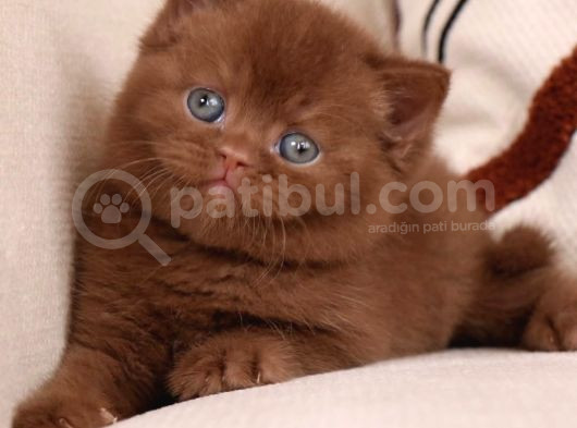 Minik Mocha Chocolate British Shorthair