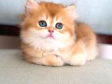 Işıltılı Golden British Longhair Yavrumuz