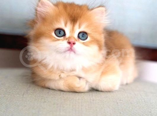 Işıltılı Golden British Longhair Yavrumuz görsel