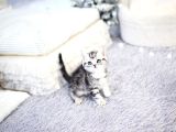 İkizler Silver British Shorthair Ns24 Yavrularımız