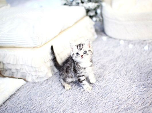 İkizler Silver British Shorthair Ns24 Yavrularımız görsel