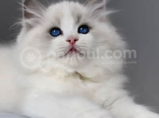 Görkemli Ragdoll Yavrumuz görsel