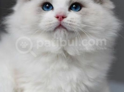 Görkemli Ragdoll Yavrumuz görsel