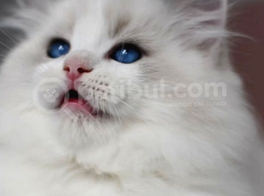 Görkemli Ragdoll Yavrumuz görsel
