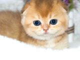 Kıvrık Kulaklı Golden Scottish Fold Shorthair