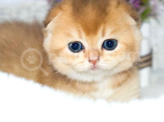 Kıvrık Kulaklı Golden Scottish Fold Shorthair görsel
