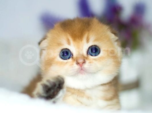 Kıvrık Kulaklı Golden Scottish Fold Shorthair görsel