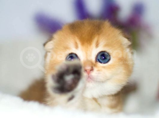Kıvrık Kulaklı Golden Scottish Fold Shorthair görsel