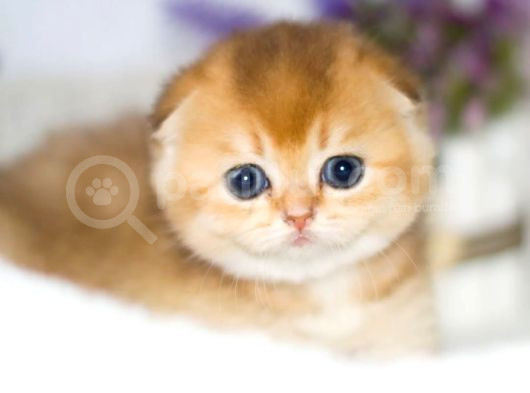 Kıvrık Kulaklı Golden Scottish Fold Shorthair görsel