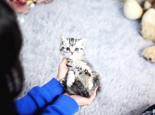 İkizler Silver British Shorthair Ns24 Yavrularımız görsel
