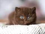 Çikolata Kardeşler Chcoclate British Shorthair
