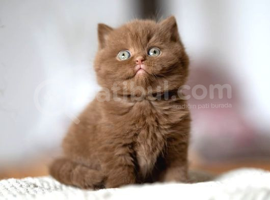 Çikolata Kardeşler Chcoclate British Shorthair görsel