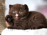 Çikolata Kardeşler Chcoclate British Shorthair