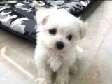 A Kalite Maltese Terrier Yavrularımız