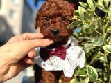 Orijinal Saf Kan Poodle
