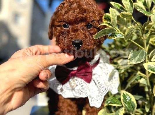 Orijinal Saf Kan Poodle görsel