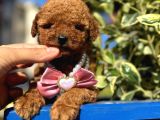 Poodle Bebeklerim