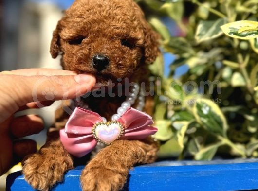 Poodle Bebeklerim görsel