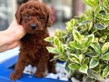 Orijinal Saf Kan Poodle