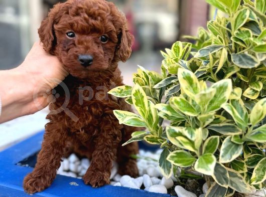 Orijinal Saf Kan Poodle görsel