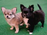 erkek chihuahua yavruları