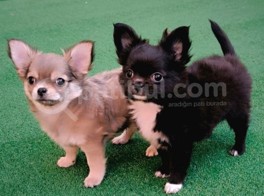 Erkek Chihuahua Yavruları