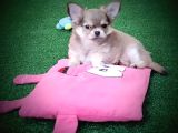 Erkek Chihuahua Yavruları