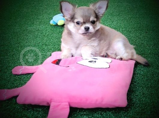 Erkek Chihuahua Yavruları görsel