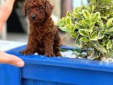 Orijinal Saf Kan Poodle