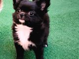 Erkek Chihuahua Yavruları