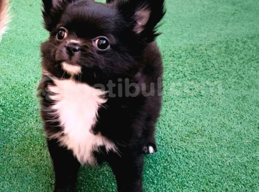 Erkek Chihuahua Yavruları görsel