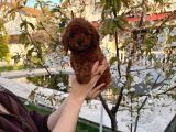 Redbrown Minyatür Poodle