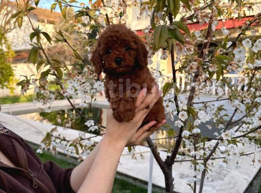 Redbrown Minyatür Poodle görsel