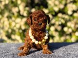 Teacup üst kalite toy poodle yavrularım